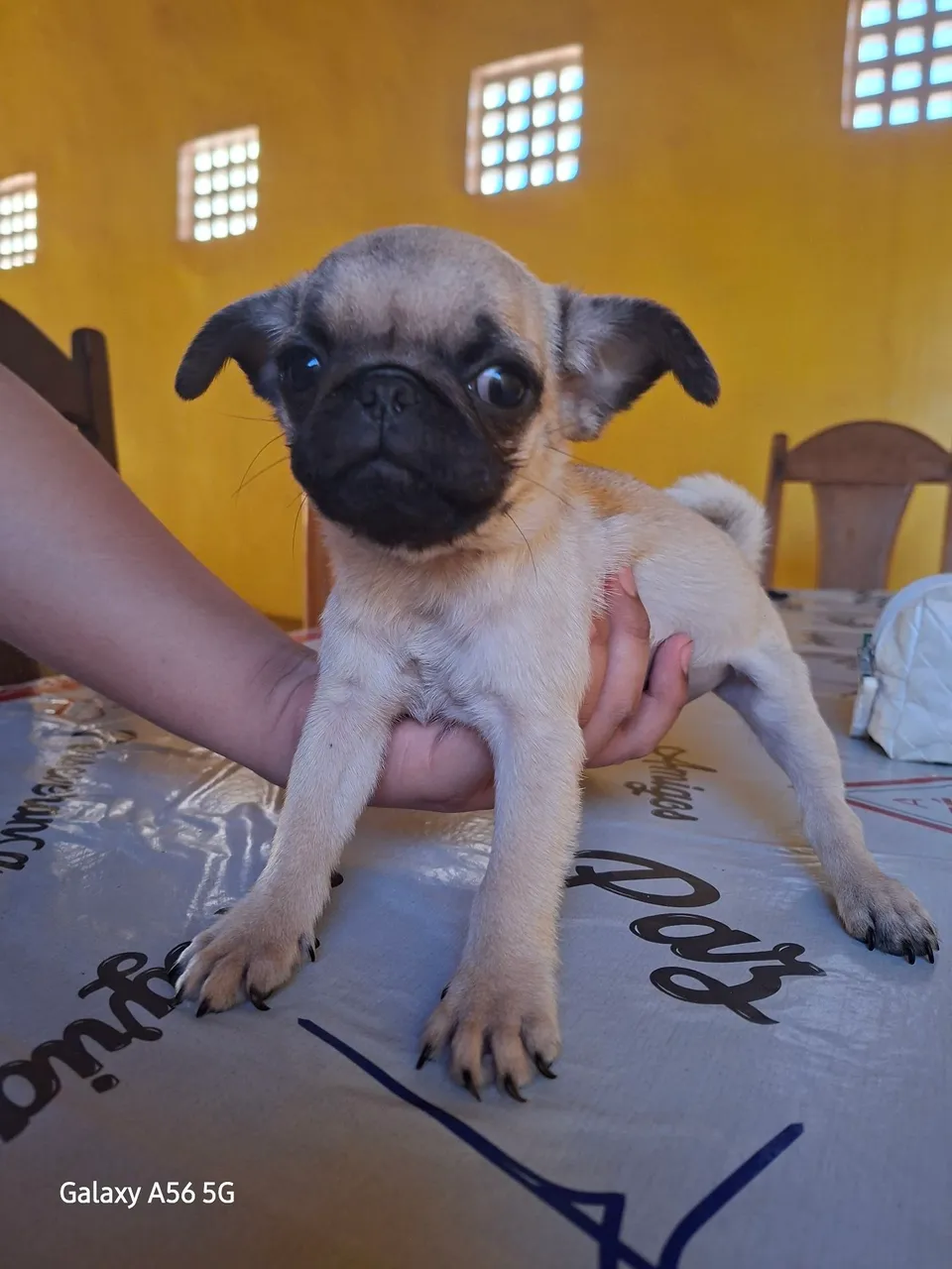 Filhote da raça Pug
