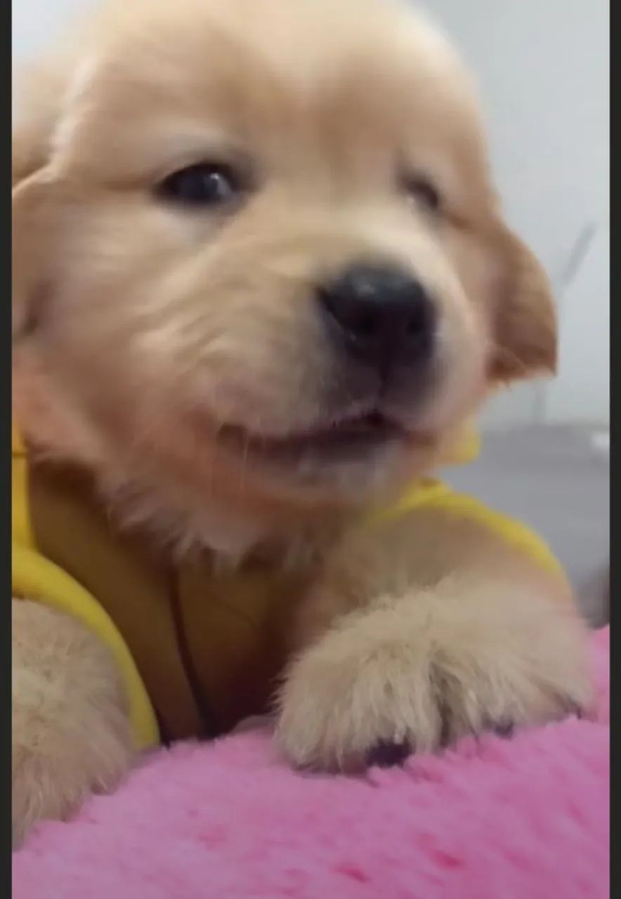 Golden retriever celoz 