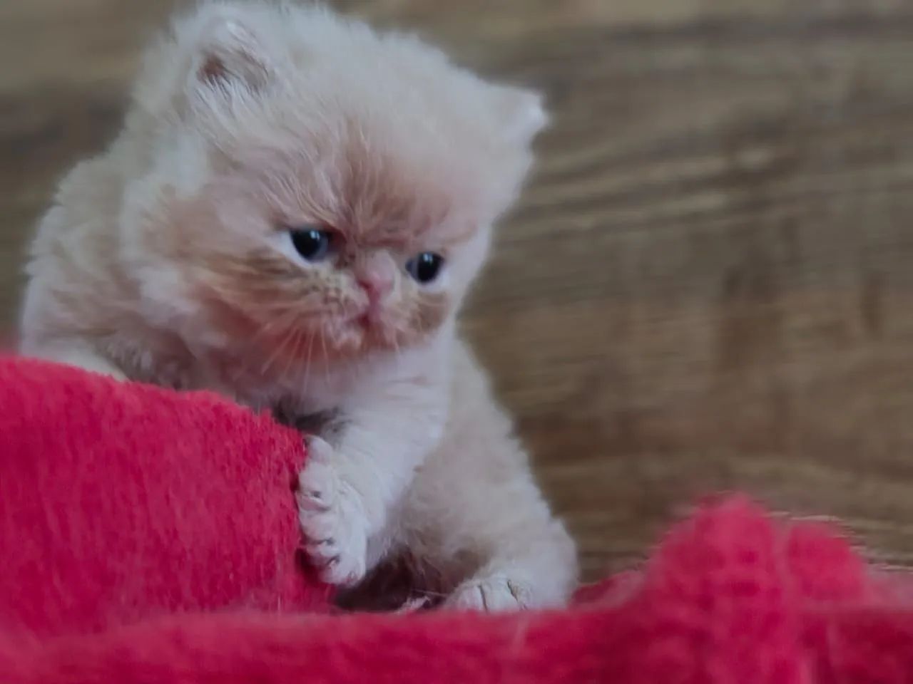 Filhotee de gato persas - Foto 5