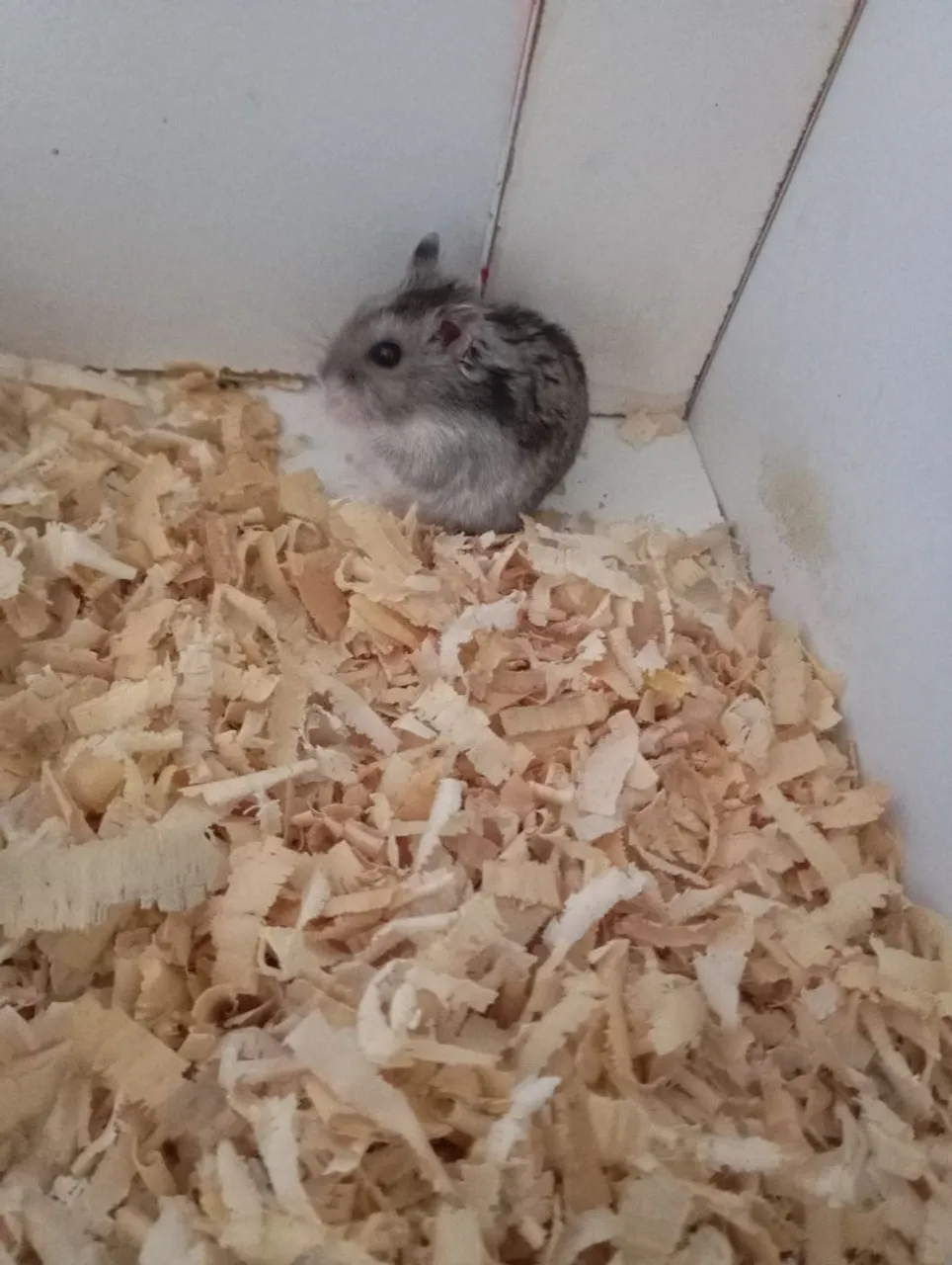 Hamster anão macho + terrário+ rodinha 70.00