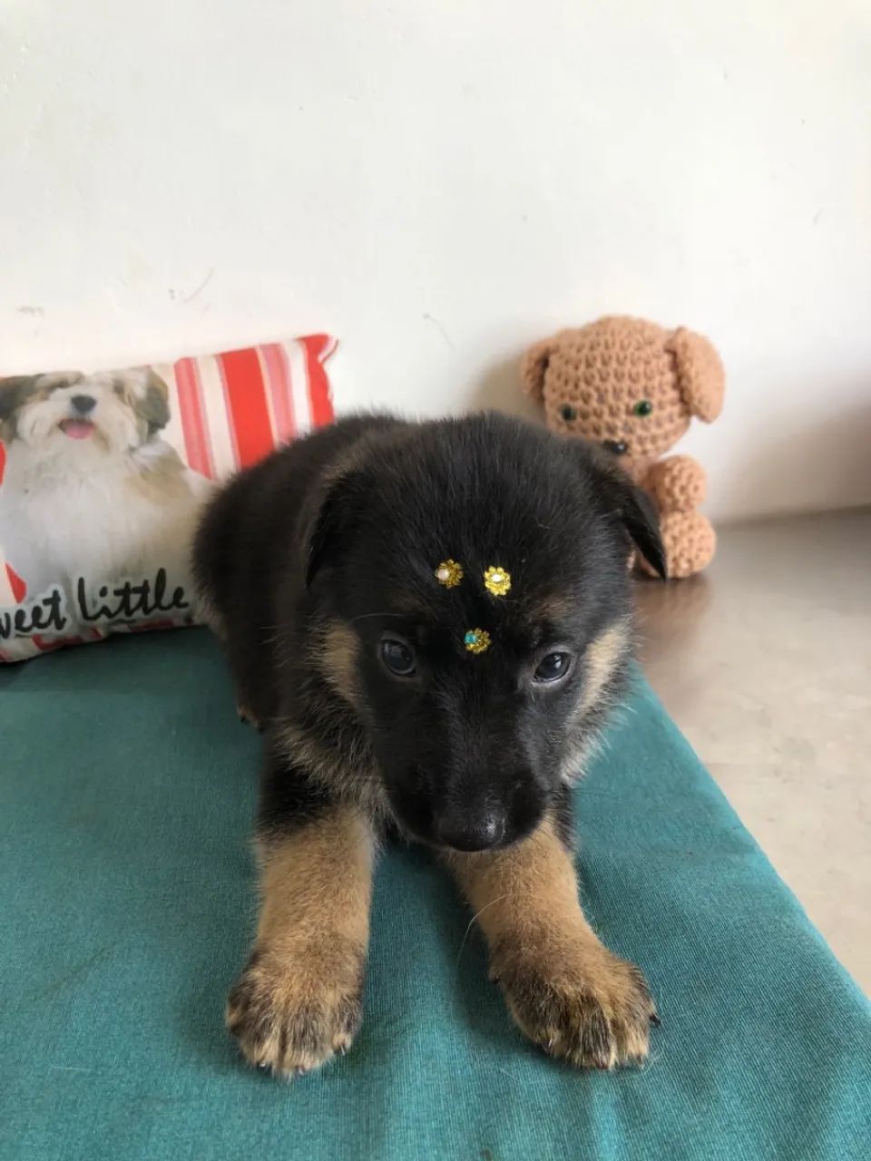 Filhote de Pastor Alemão - 2 meses - Foto 3