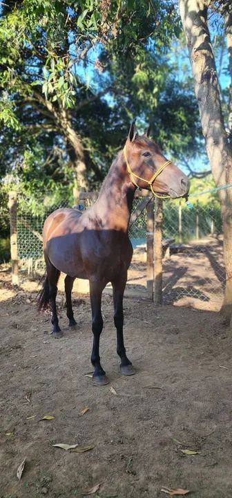 Potro mangalarga marchador filho do Comandante Elfar - Foto 5