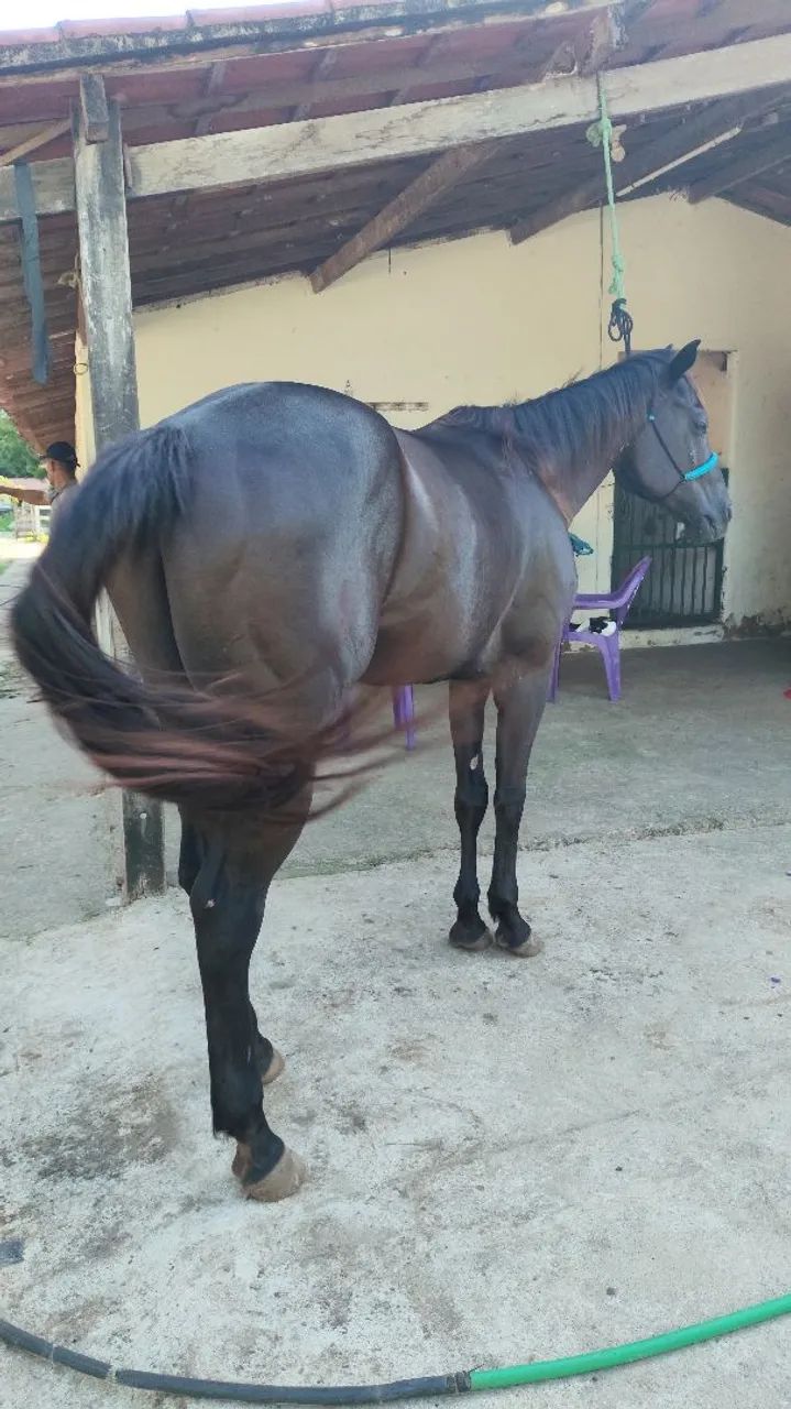 Cavalo Quarto de Milha PO com papel