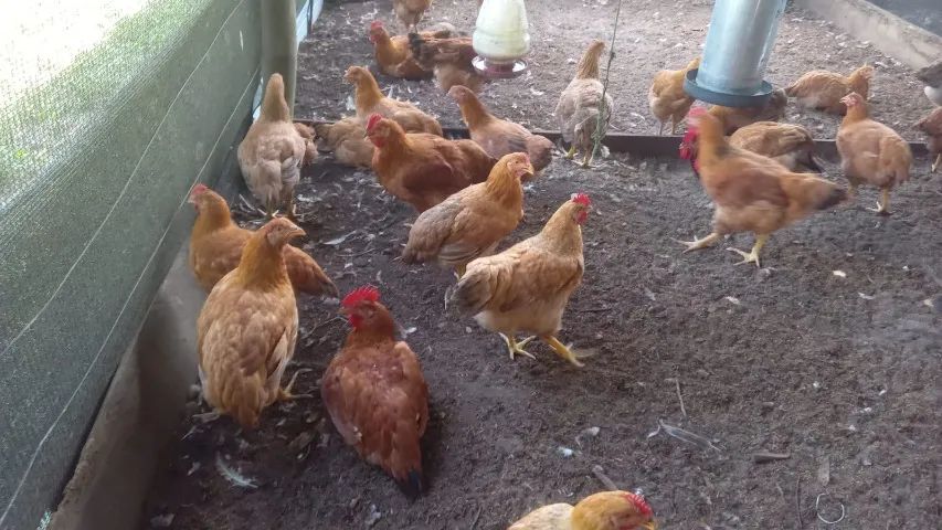 GALINHA CAIPIRA 
