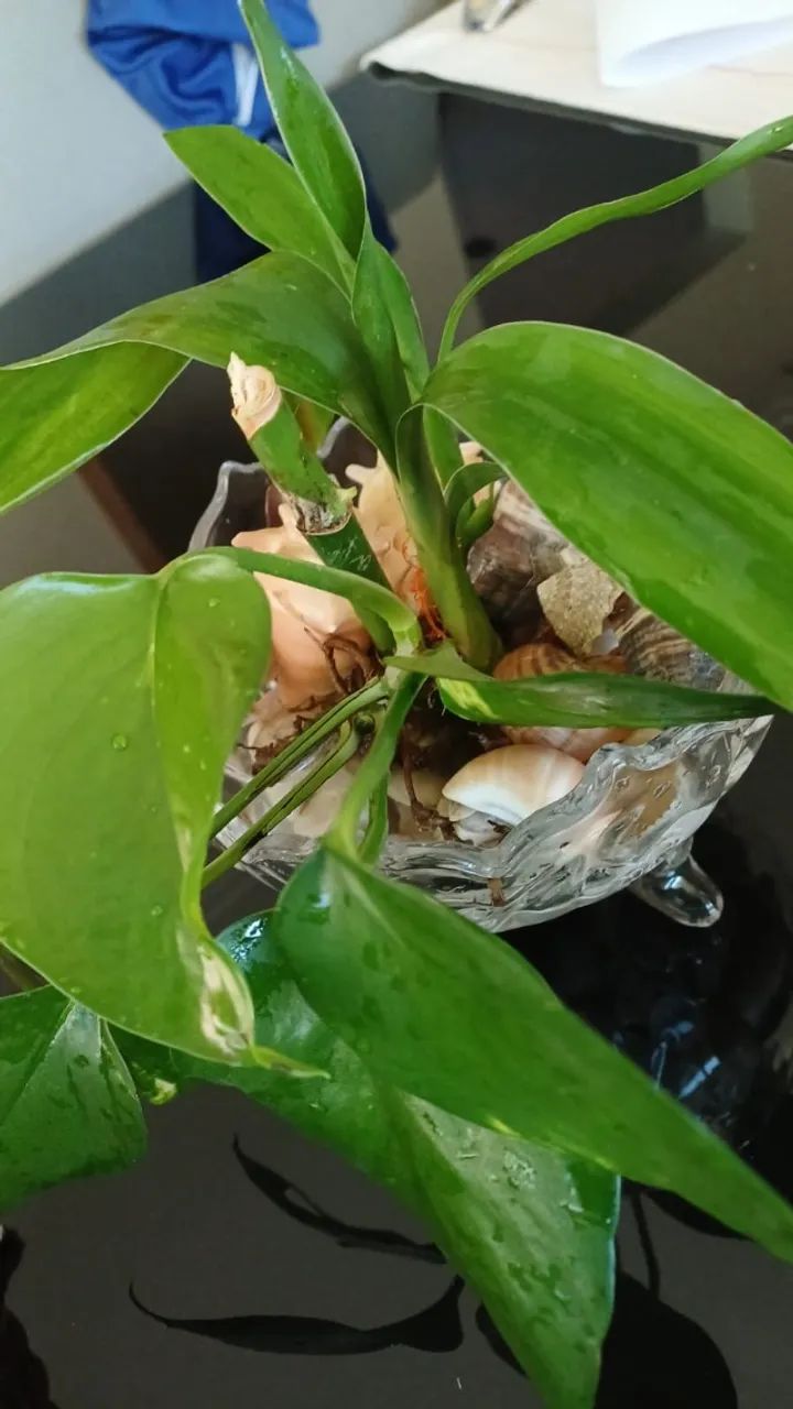 Muda de Bambu chinês - Foto 2
