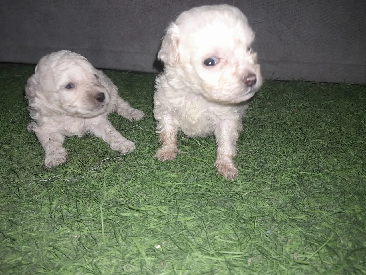 Filhotes de Poodle