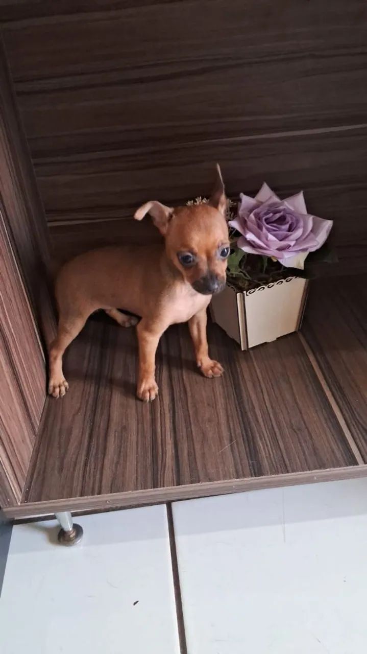 Filhote de Pinscher