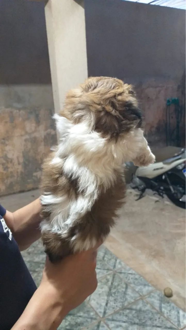 Filhotes Shih Tzu disponível - Foto 2