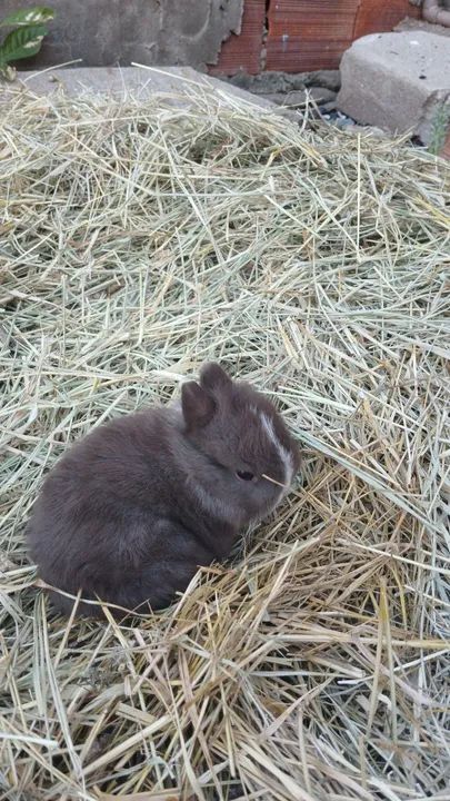 Mini Coelho netherland  - Foto 3