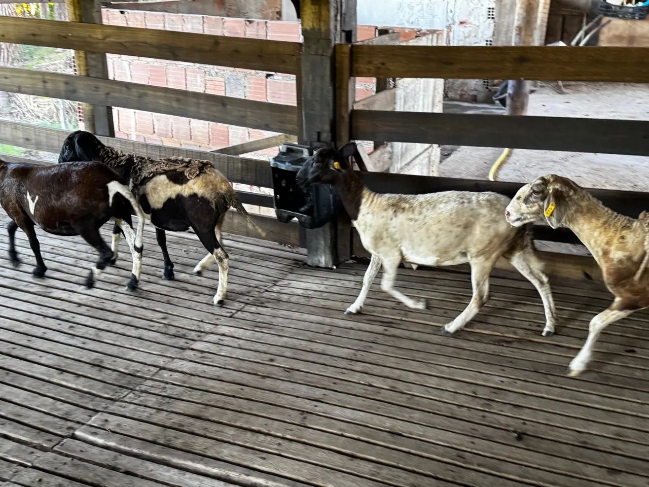 Lote de borregas primeira cria carneiros Carneiro 