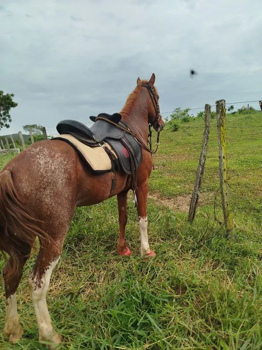 Cavalo Mangalarga Machador - Foto 2