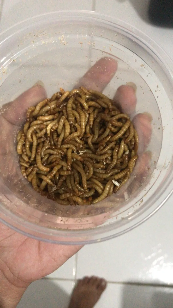 Larvas de Tenébrio Molitor - Alimento Vivo