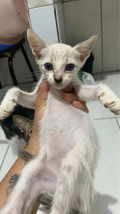 Gatinhos Siamês - Lindos e Carinhosos - Foto 2