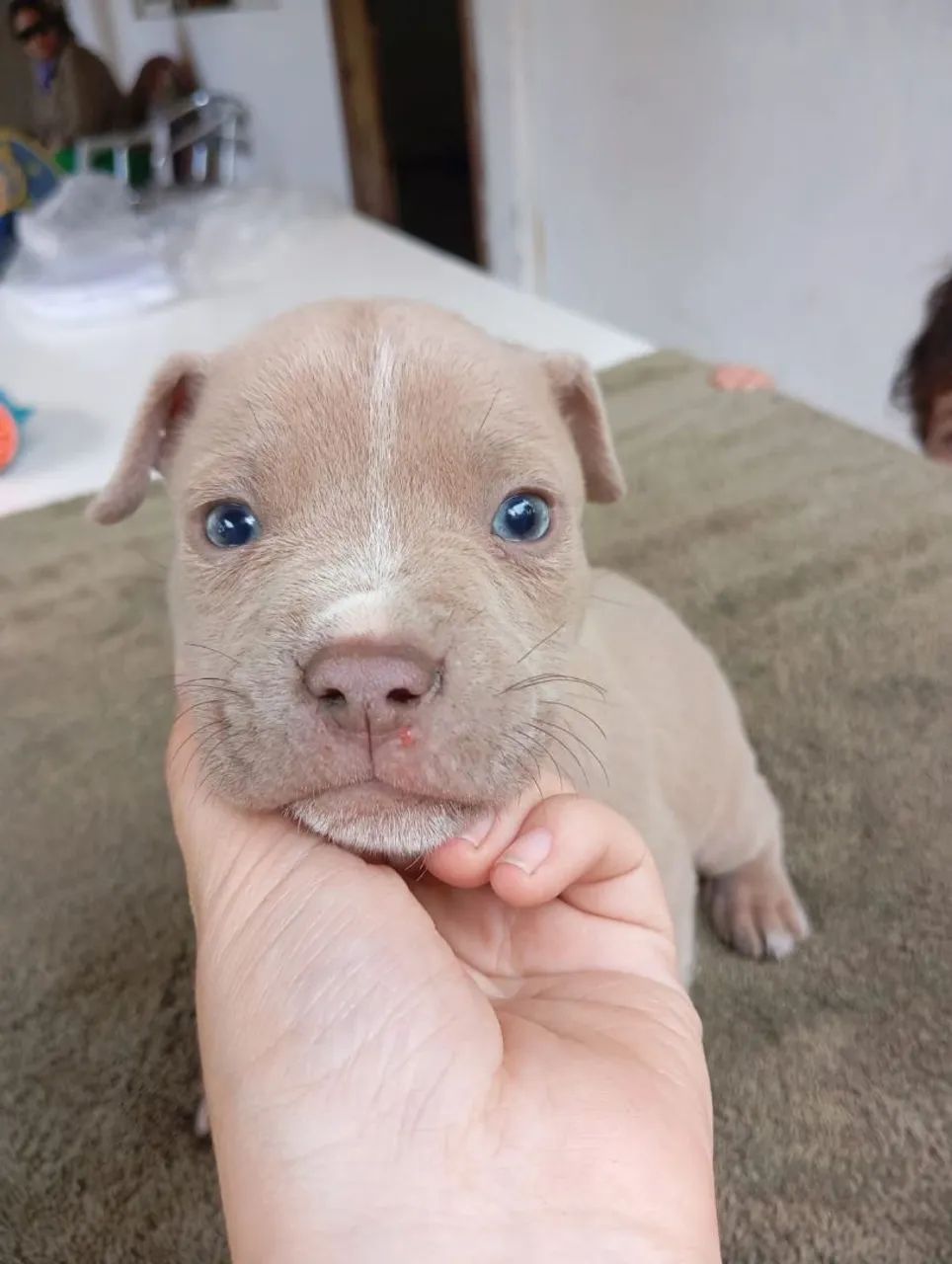 Filhotes de American bully - Foto 3