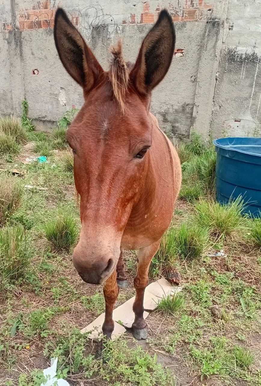 1 Potro e 1 Mula - Foto 2