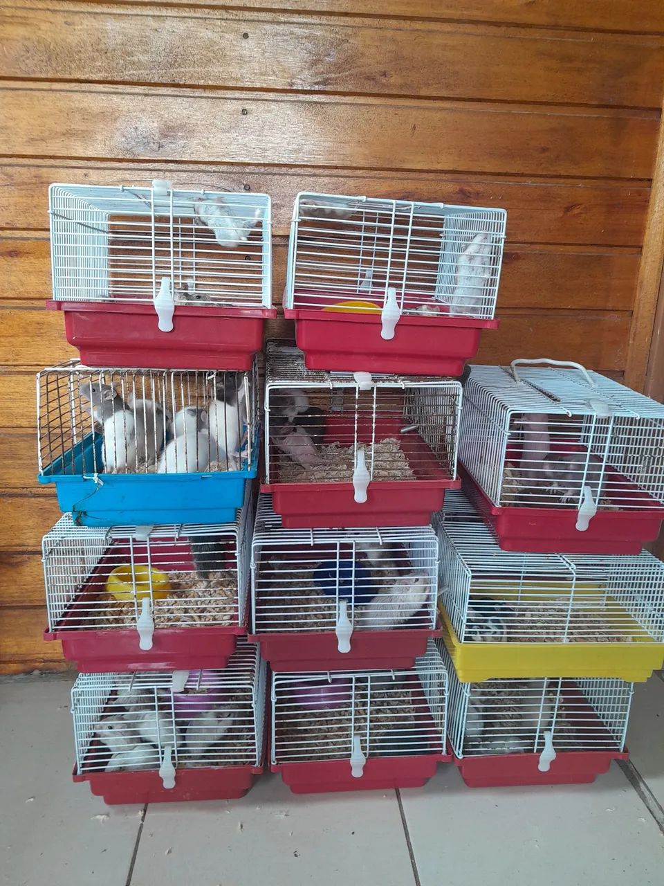 Black Friday  de roedores 