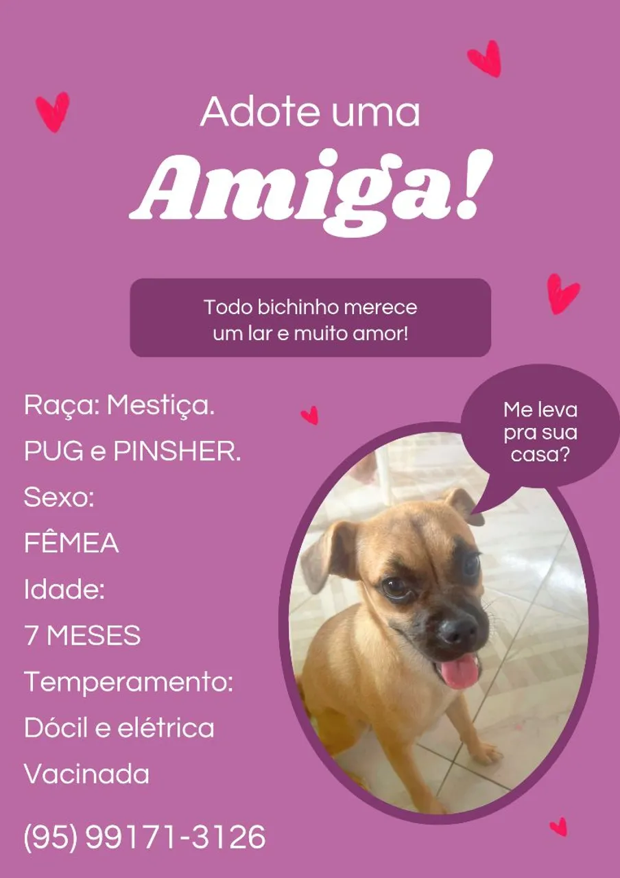 Adote uma Amiga: Pug e Pinscher Mestiça