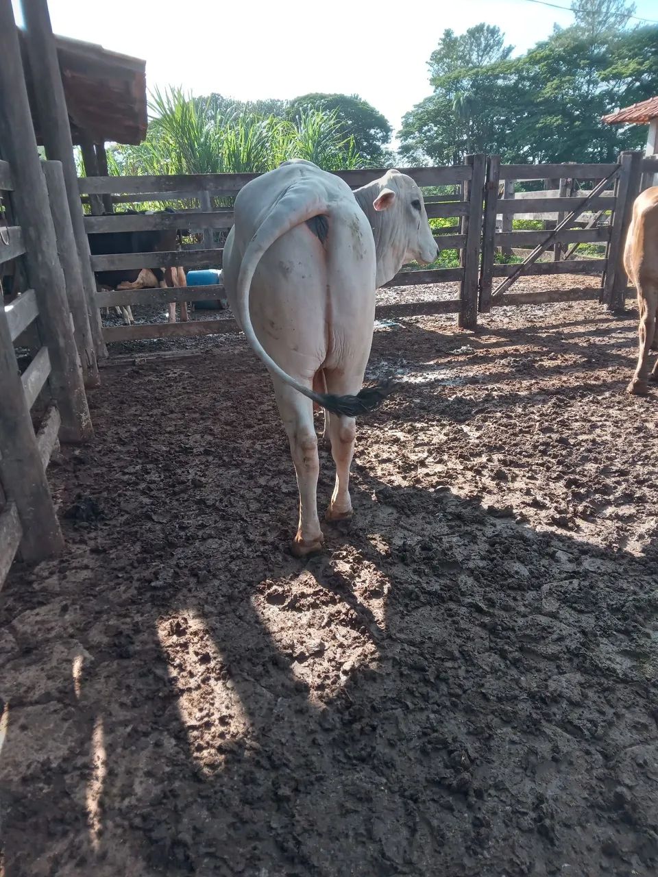 Boi  - Foto 3