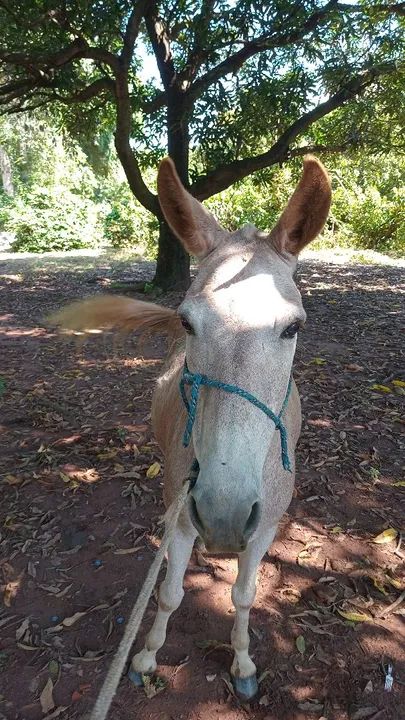 Vende se mula mansa marcha picada 