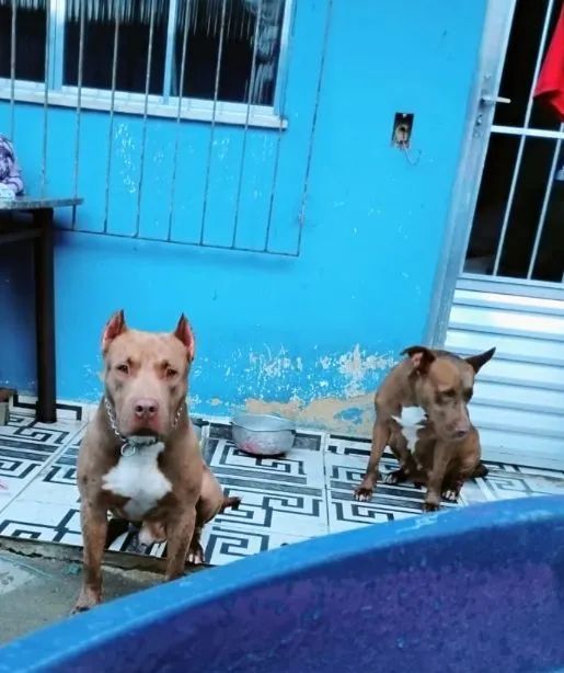 Pitbull  - Foto 5