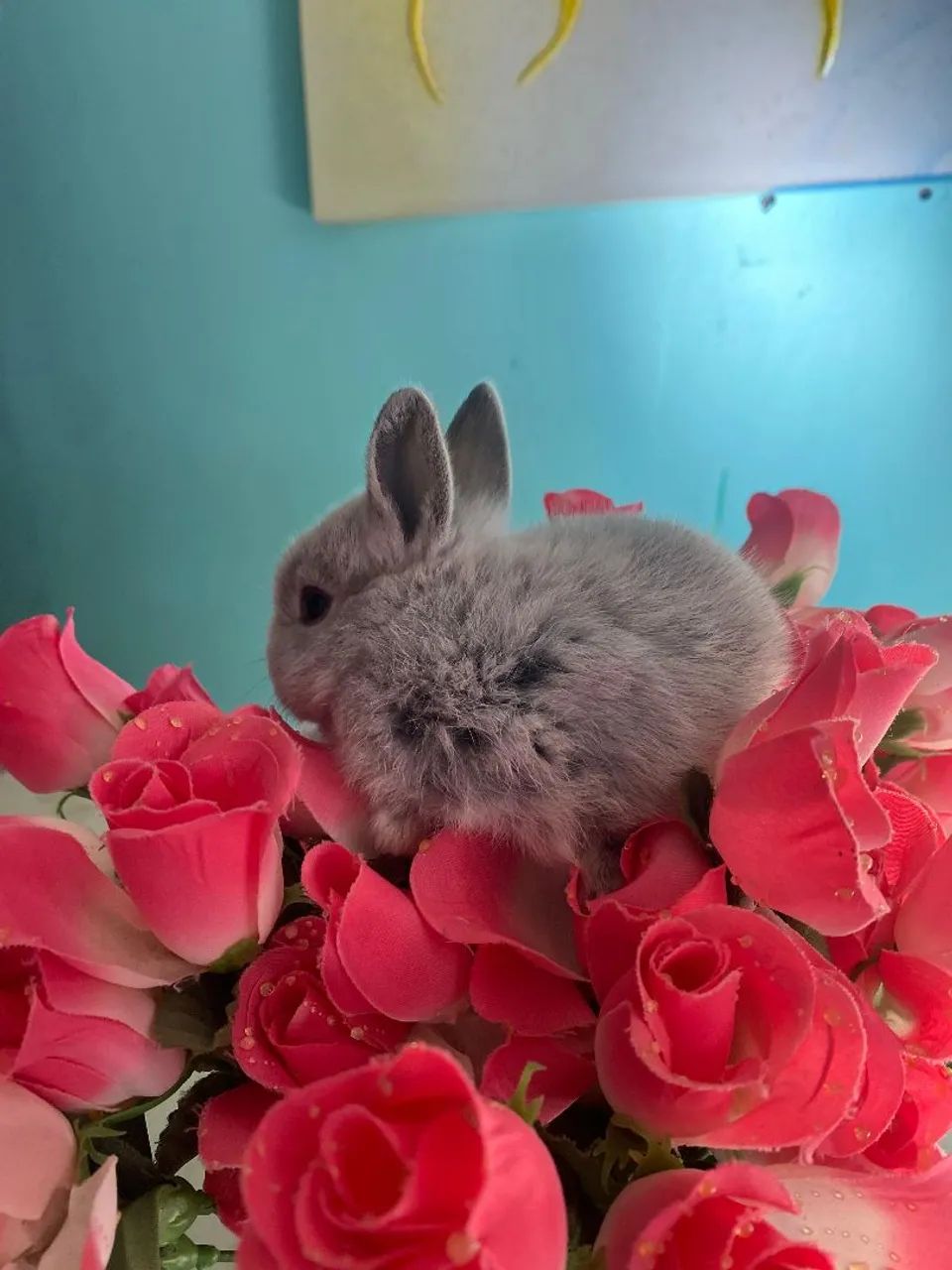 Coelhinhos anão nerteland 