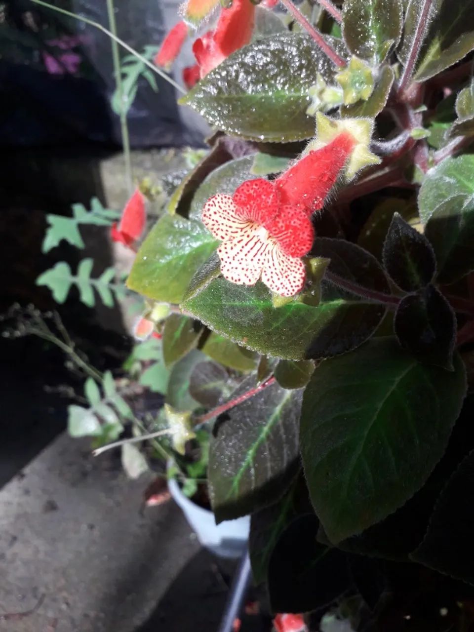 Muda (touceira) Kohleria amabilis - Porto Alegre RS - flor ornamental 