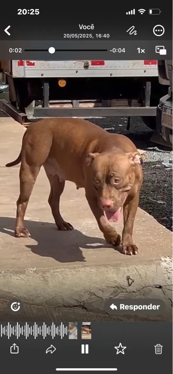 Pit Bull fêmea 10 meses à venda