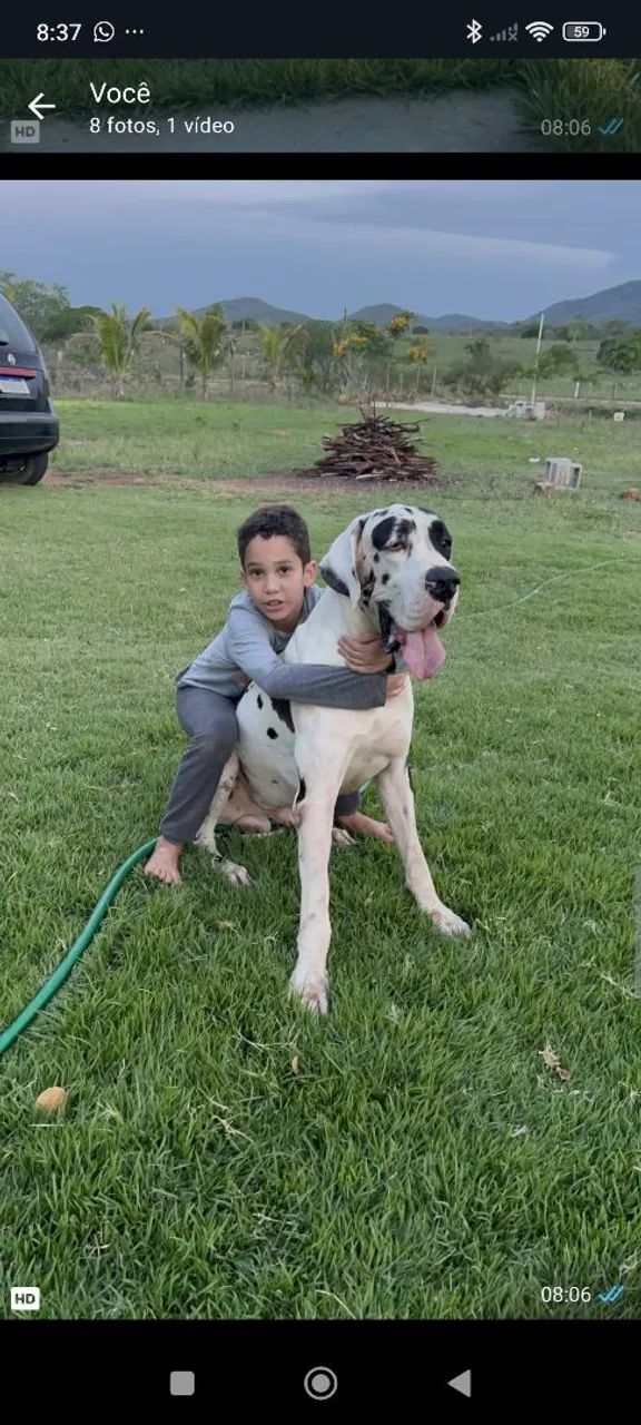 Filhotes Dogue Alemão Gigante 