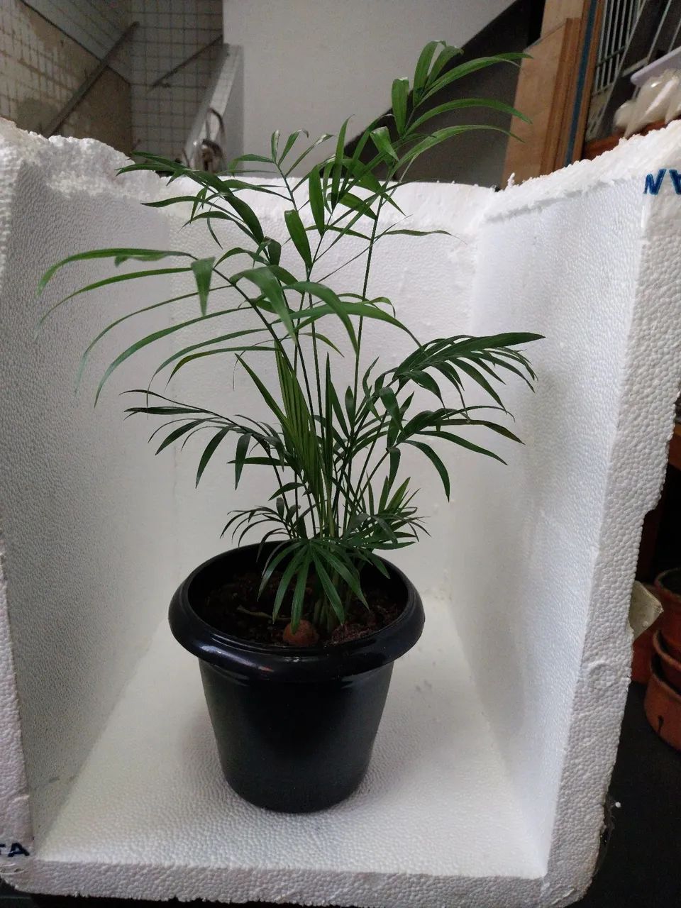 Vasos de Palmeira Chamaedorea Elegans (ver descrição) - Foto 2