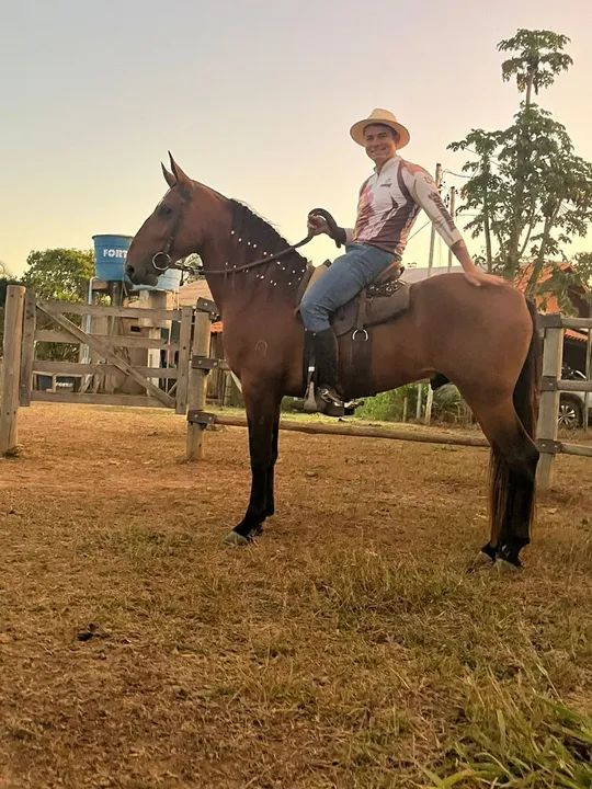 Garanhão Campolina Marcha Picada