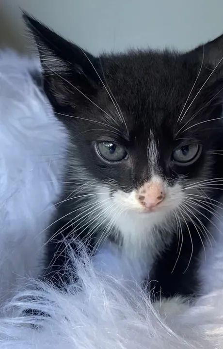 Gatinho preto e branco filhote 2 meses - Foto 6