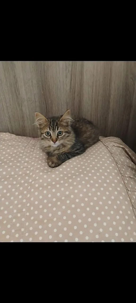 Gatinha filhote para adoção