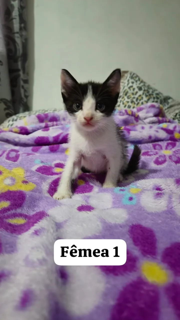 Doação de gatinhos - Foto 2