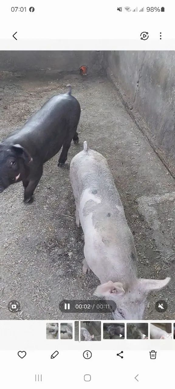 Casal de bacorote a venda - Foto 2