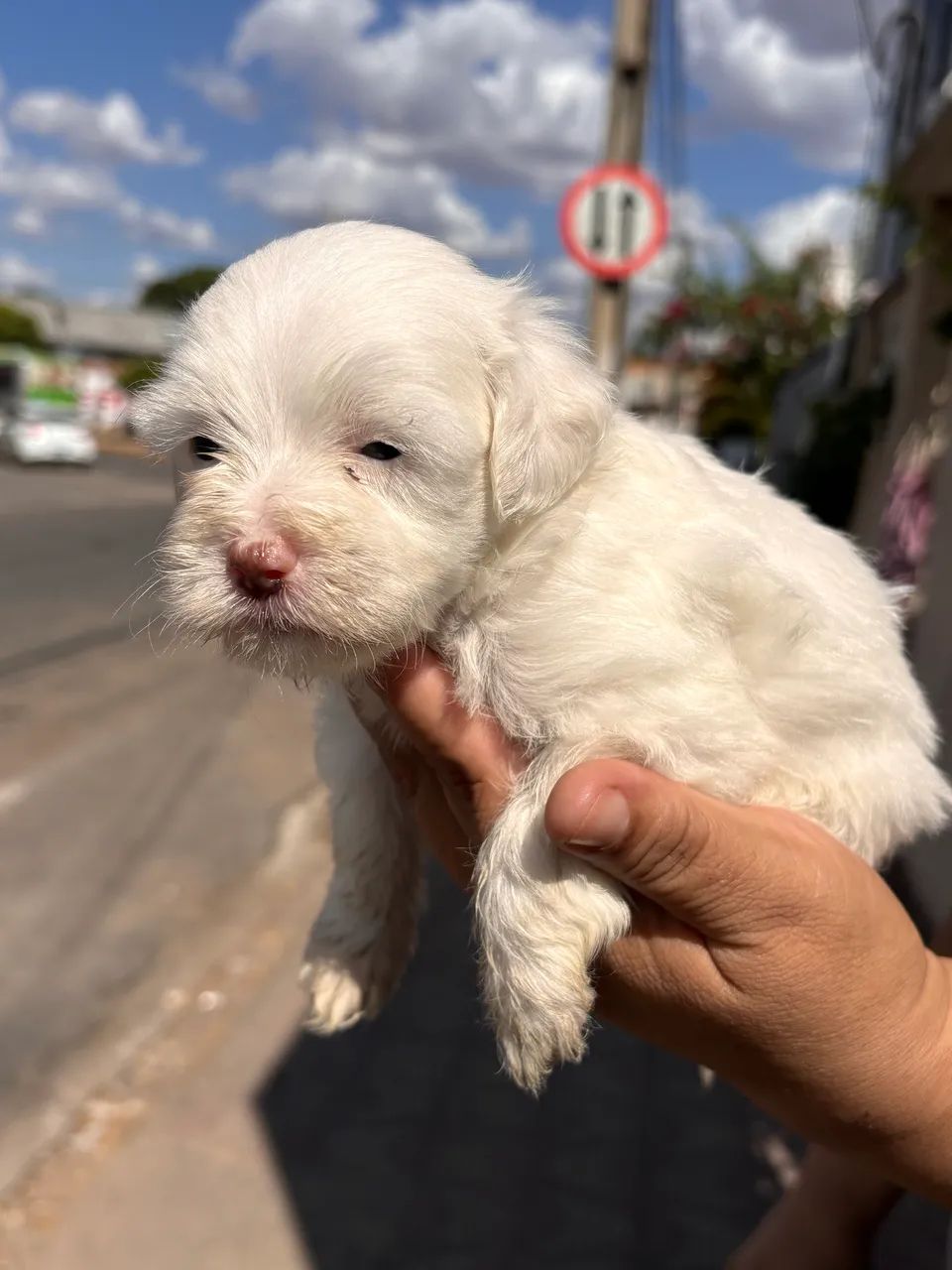 Fêmea Branca de Poodle Toy - Foto 4