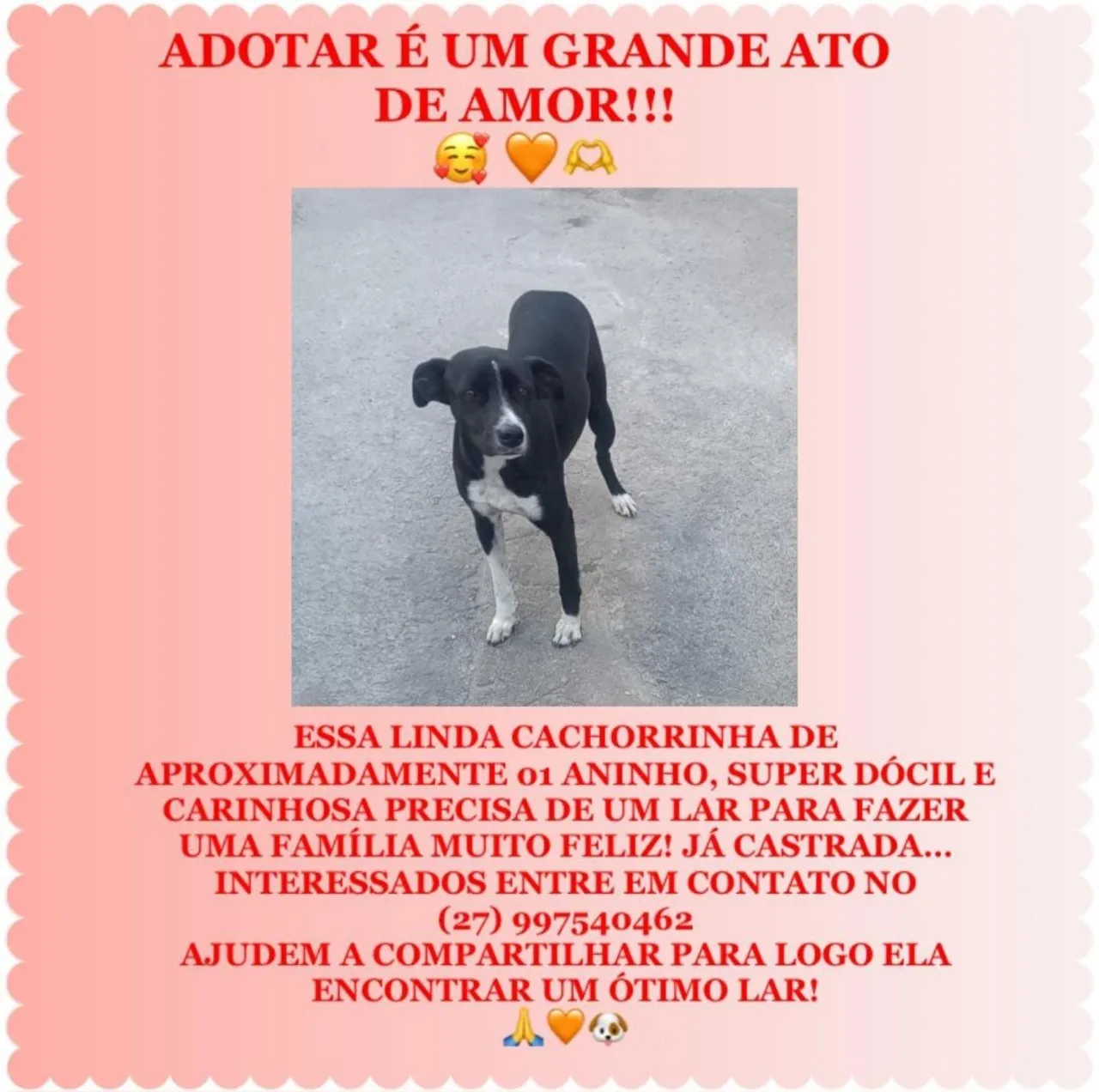 Cachorrinha linda para adoção!