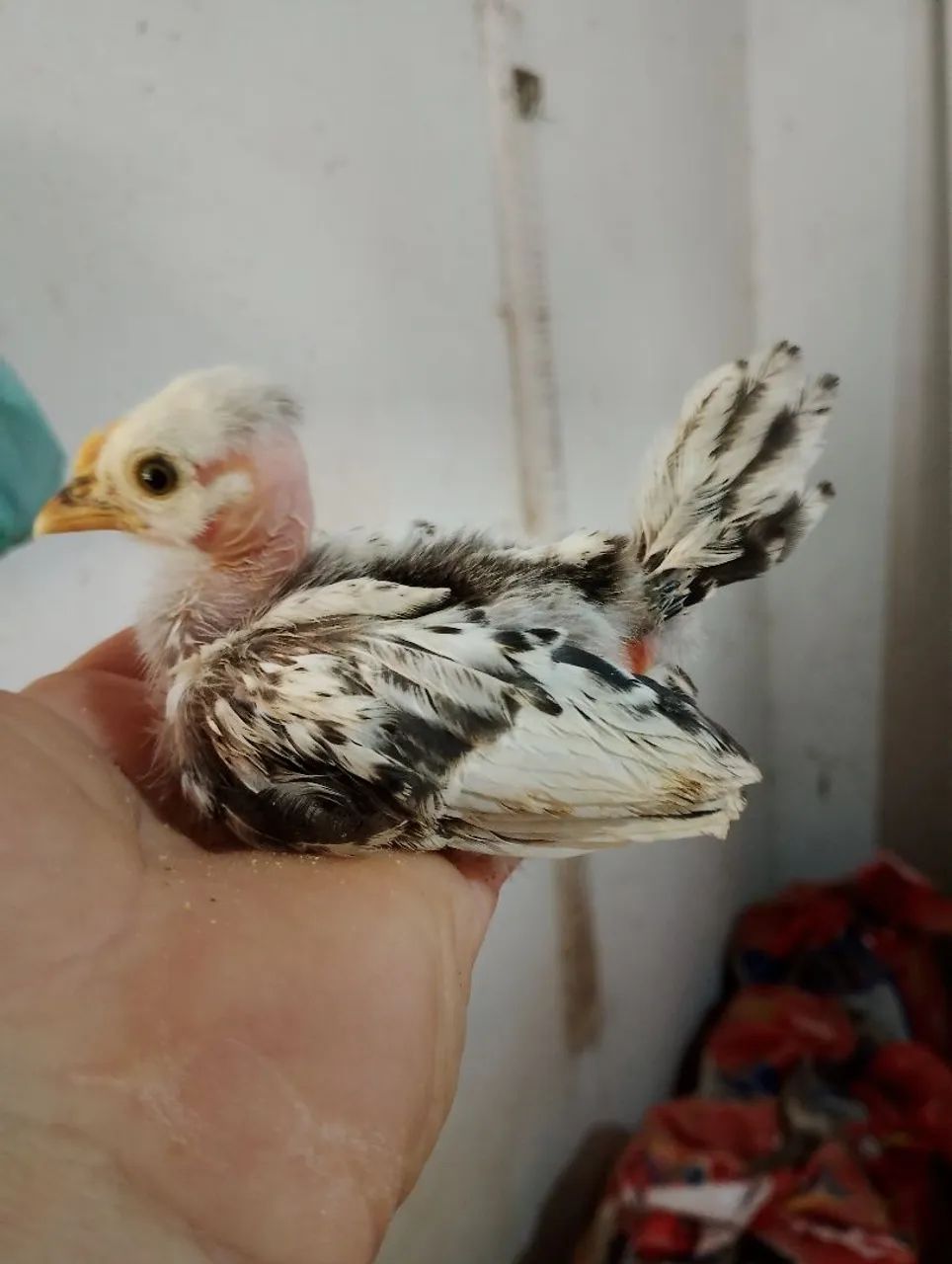 Pintinhos polacos Mine nagazaki  - Foto 4