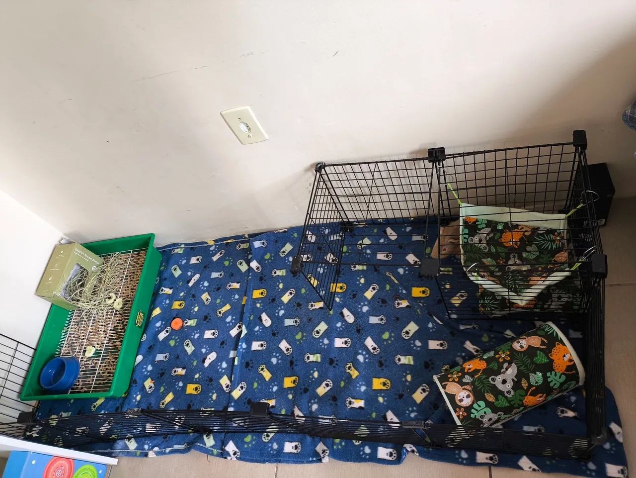 Porquinhos da índia  - Foto 6