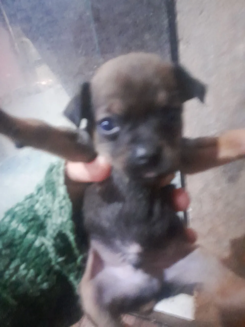 Filhote de Pinscher Adorável