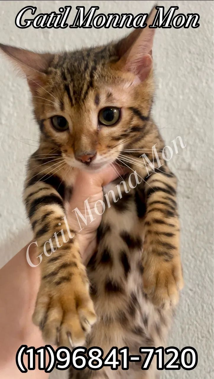 Bengal a pronta entrega, fotos reais e atuais 