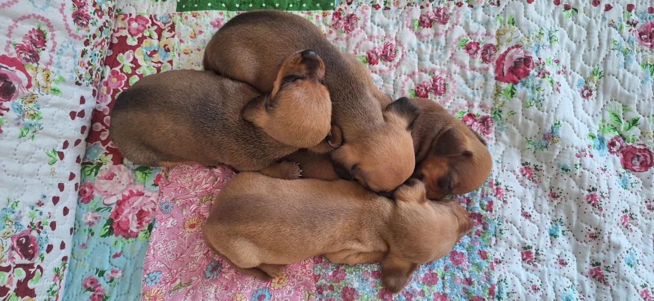 Filhotes de Basset (famoso salsichinha) - Foto 4