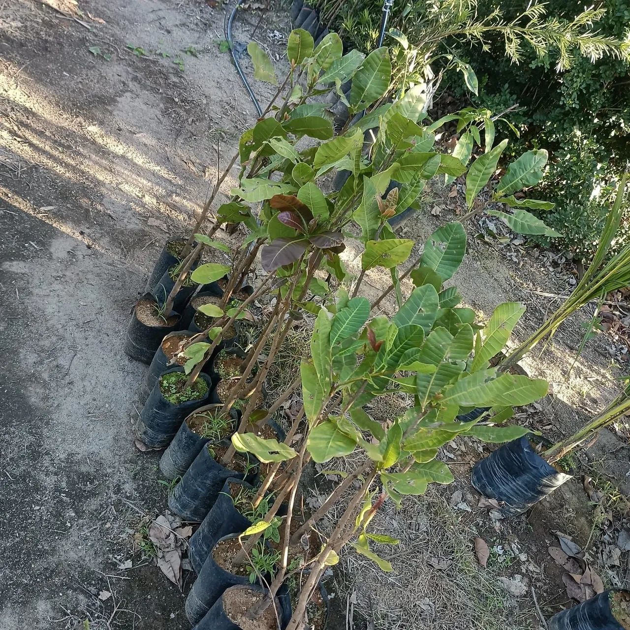 Enxertos e Mudas 64298580744577124