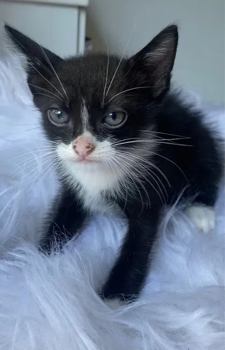 Gatinho preto e branco filhote 2 meses - Foto 3