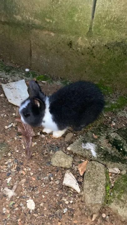 Coelho filhote  - Foto 2