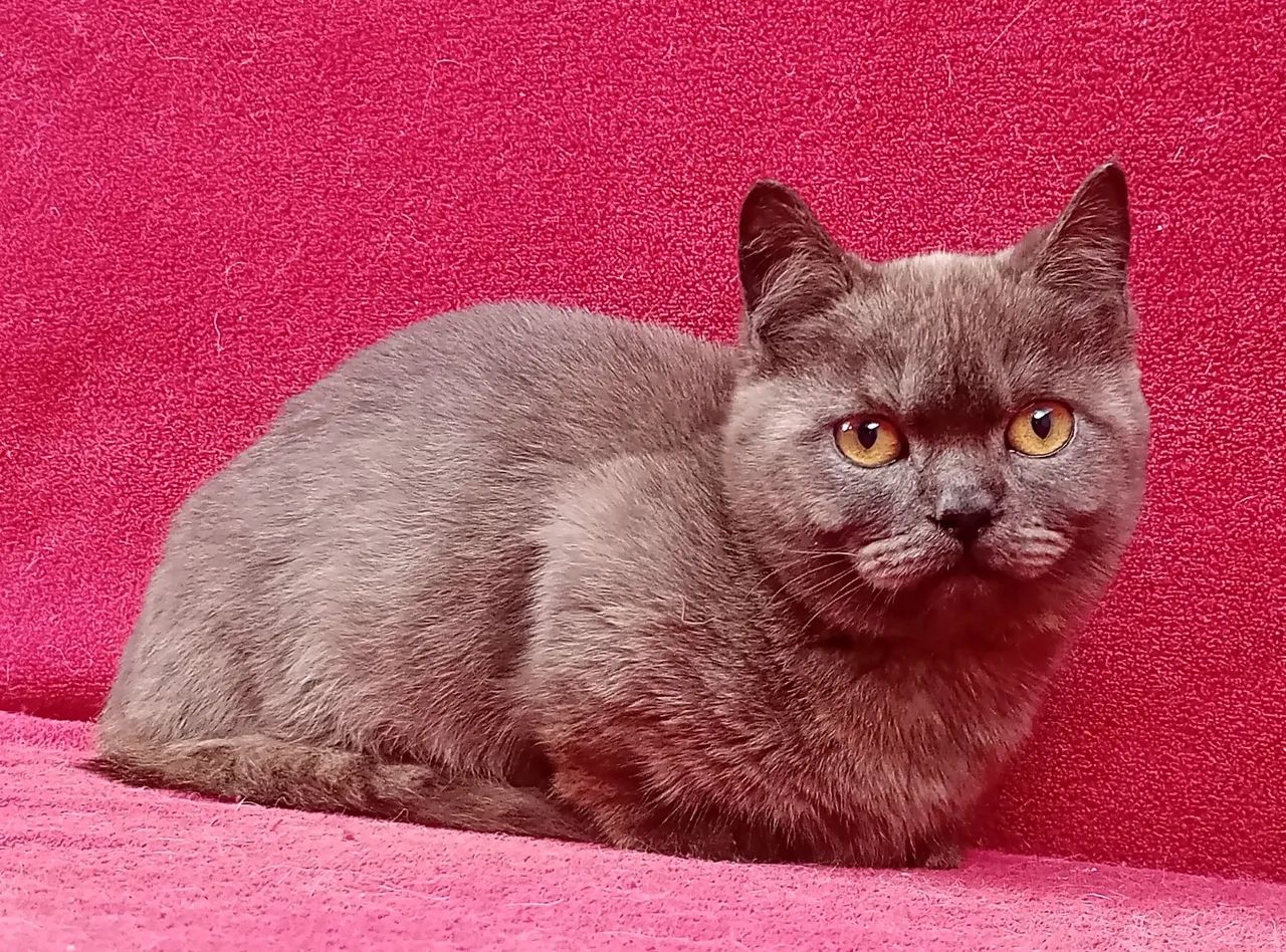 Gato Munchkin, Gato Anão, Mini Gato, Gato Rebaixado, Perna curta - Foto 3