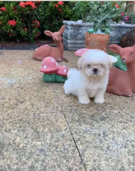 Shih-tzu com pedigree + kit acessórios 