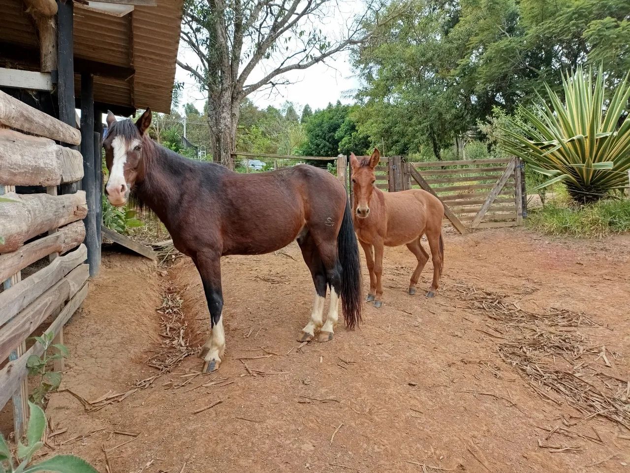 Cavalo manga larga Paulista - Foto 3