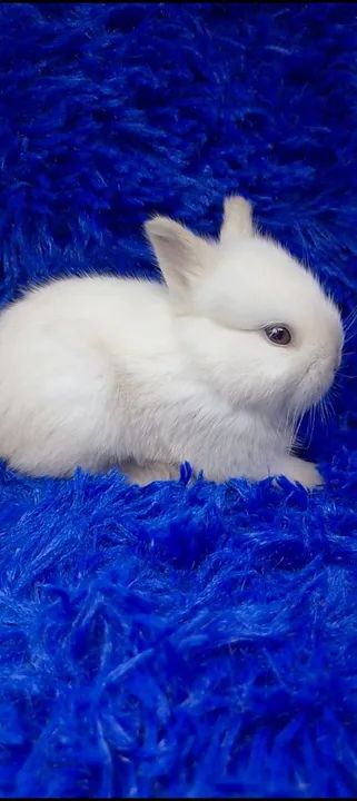 Seu pet aqui (ZAP na descrição) aceitamos cartão  - Foto 2