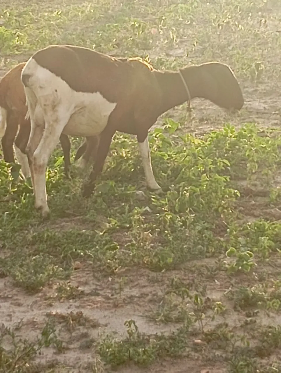 Uma ovelha amojada e um carneiro