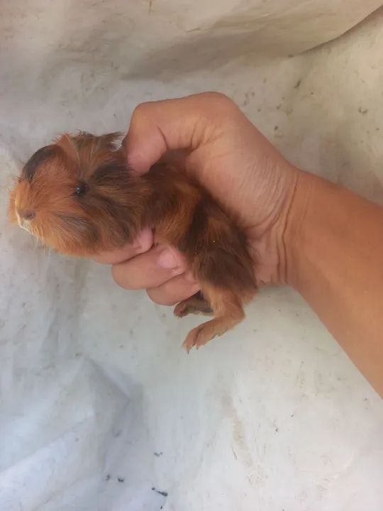 Vendo porquinhos da Índia 